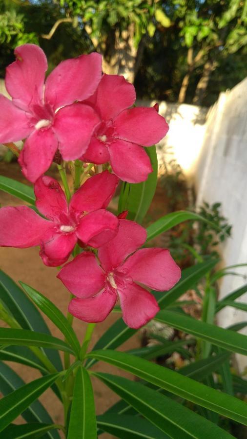 Umaya Holiday Home Anuradhapura Exterior foto